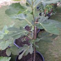 pohon-tin-pohon-ara-buah-tinbuah-ara-untuk-cancer-dan-collesterol-tinggi---part-2