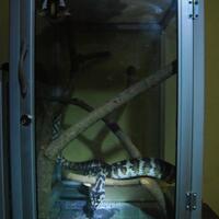 waspada-memilih-hewan-peliharaan