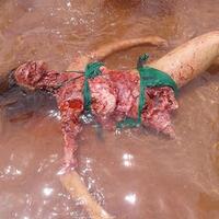 7-hewan-dengan-gigi-paling-tajam-di-dunia