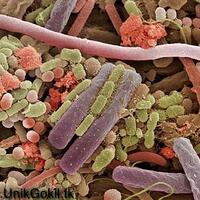 kumpulan-gambar-mikro-yang-diperbesar