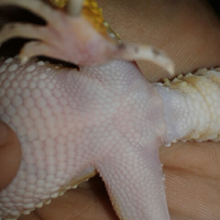 9788new-ask-about-leopard-gecko9788