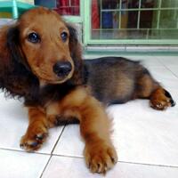 dachshund-lovers----part-2