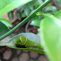 official-lounge-lenovo-s920--super-slimquadcoreaffordable