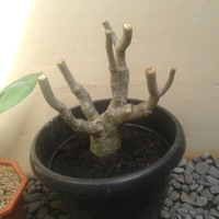 adenium