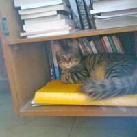 perpustakaan-mini--pajangan-koleksi-buku2--diskusi-seputar-merawat-buku