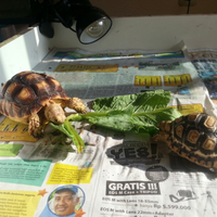 93787769378776937-all-about-tortoise-93787769378776937---part-3