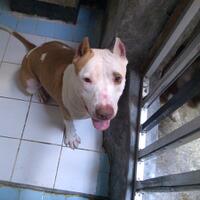 share-all-about-american-bully