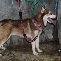 new-siberian-husky-lovers---read-page-1-for-update---part-2