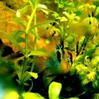 ramirezi-world-cantiknya-cichlid-mini