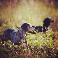 dachshund-lovers----part-2