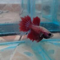 cupang-hias-ask--sharing---part-3