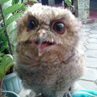 thread-khusus-burung-hantu-owl-kaskus---part-5