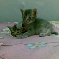 cat-lovers-kucing-kampung-is-the-best