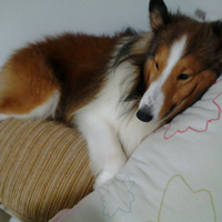 shetland-sheepdog-sheltie-lovers