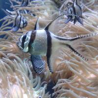 hewan-ini-rela-berkorban-demi-telur--anaknya