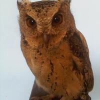 thread-khusus-burung-hantu-owl-kaskus---part-5