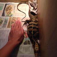 93787769378776937rumah-baru-untuk-varanus-lover-93787769378776937