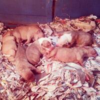 the-american-pitbull-lover039s---part-4