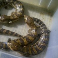 blue-tongue-skink