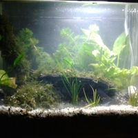 aquarium-thingy-for-starter-dari-newbie-untuk-newbie
