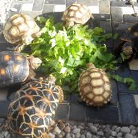 93787769378776937-all-about-tortoise-93787769378776937---part-3