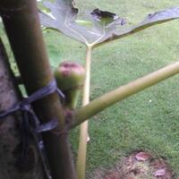 pohon-tin-pohon-ara-buah-tinbuah-ara-untuk-cancer-dan-collesterol-tinggi---part-2