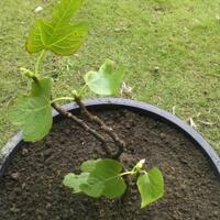 pohon-tin-pohon-ara-buah-tinbuah-ara-untuk-cancer-dan-collesterol-tinggi---part-2