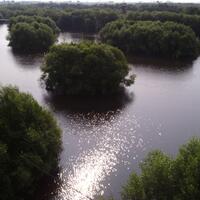 ternyata-ada-hutan-mangrove-cantik-di-jakarta