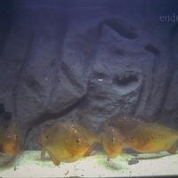 para-penjual-dan-pembeli-di-jogja-ayo-berkumpul-di-sini