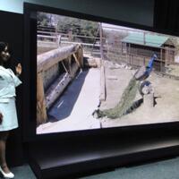 wow-tv-led-resolusi-8k