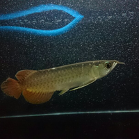 arowana--new-thread