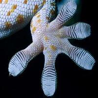 kaki-tokek-dapat-tahan-350-kg