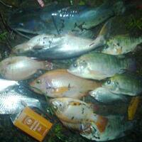 kfc-reg-solo---part-2