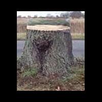 lukisan-ilusi-bikin-batang-pohon-jadi-menghilang-gan