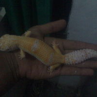 9788new-ask-about-leopard-gecko9788