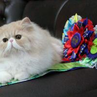 973397339619958095809658persian-cats-lover-organization966895809580961997339733