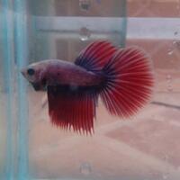 cupang-hias-ask--sharing---part-3