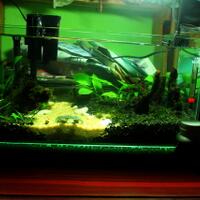 aquarium-thingy-for-starter-dari-newbie-untuk-newbie