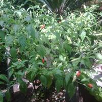 ayo-bertanam-cabe---hot--eksotis---part-1