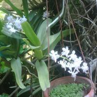 pecinta-anggrek-specieskangen-bgt-nih