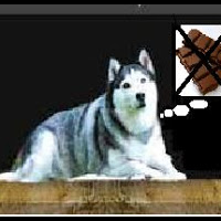 coklat-dapat-membunuh-anjing