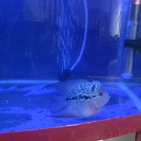 new-all-about-louhan