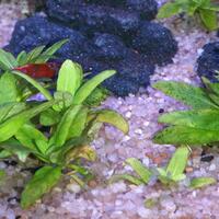 aquascape-for-everyone-learning-and-sharing---part-1