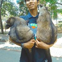 musang-lover-join-ya---part-2