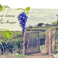 kampung-anggur