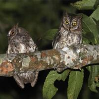 burung-hantu-jenis-baru-ditemukan-di-pulau-lombok