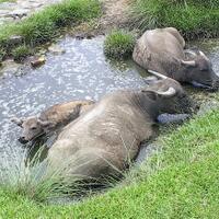 hot-foto-kumpul-kebo-ganbb17