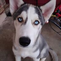 new-siberian-husky-lovers---read-page-1-for-update---part-2