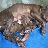 the-american-pitbull-lover039s---part-4