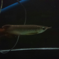 arowana--new-thread